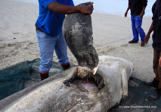 Foto: Marine Dynamics